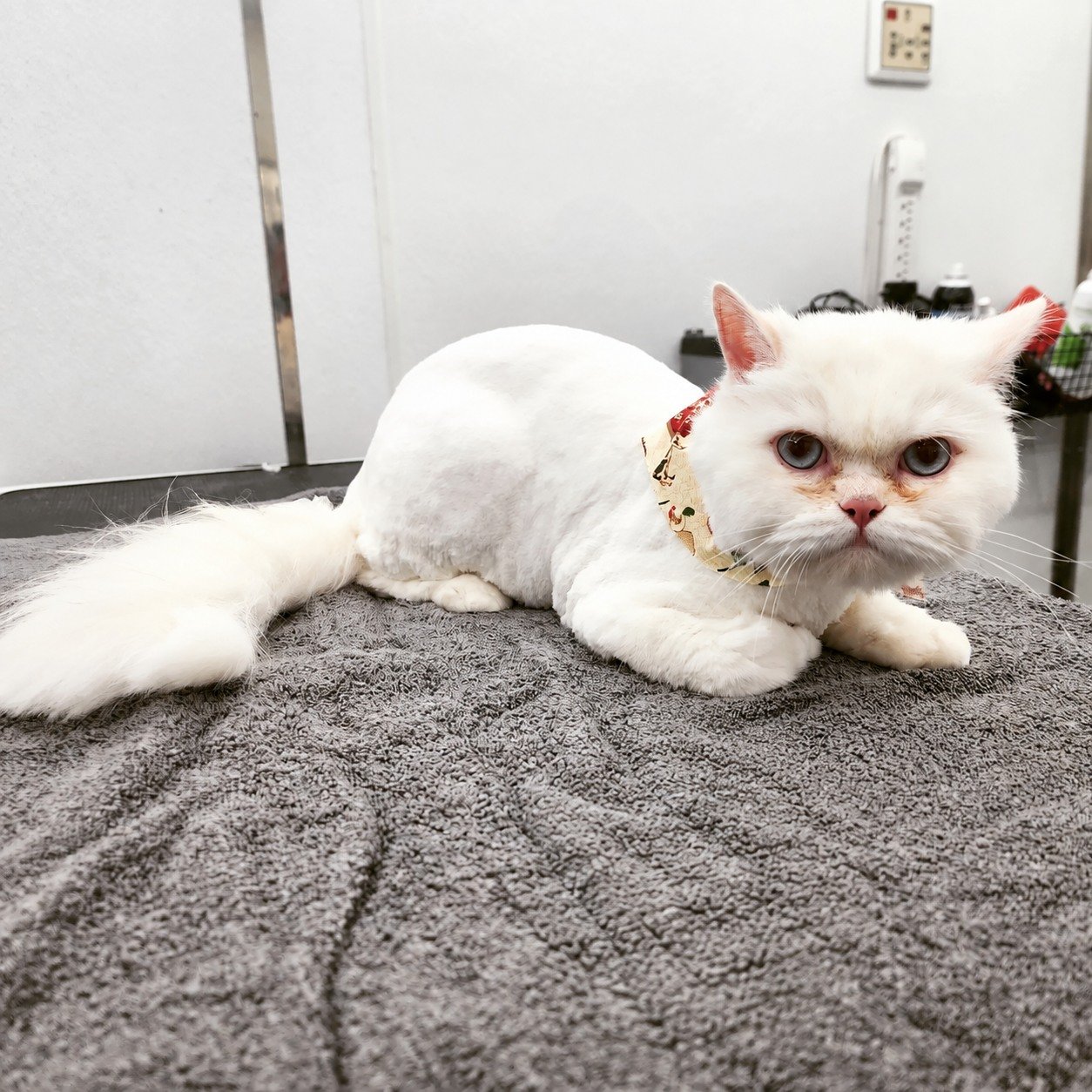 A white cat resting on a towel in the UpDog mobile salon