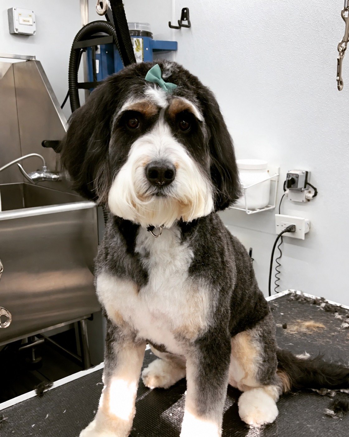 A freshly groomed black and white dog at the UpDog mobile salon